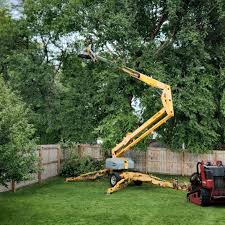 Best Tree and Shrub Care  in Rialto, CA