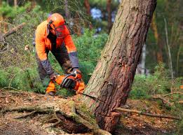 Best Fruit Tree Pruning  in Rialto, CA
