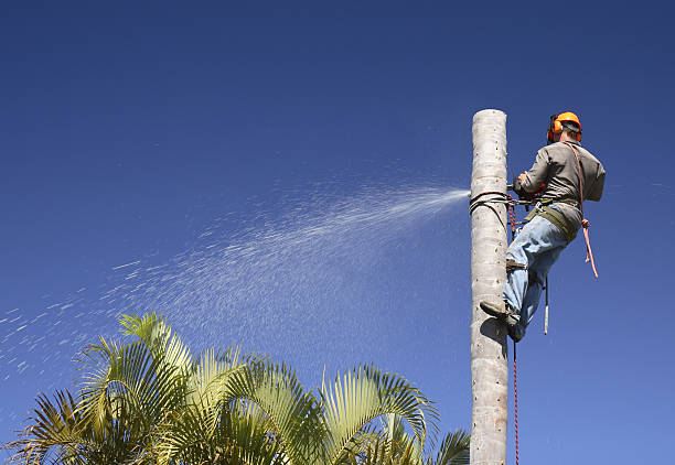Best Tree Risk Assessment  in Rialto, CA