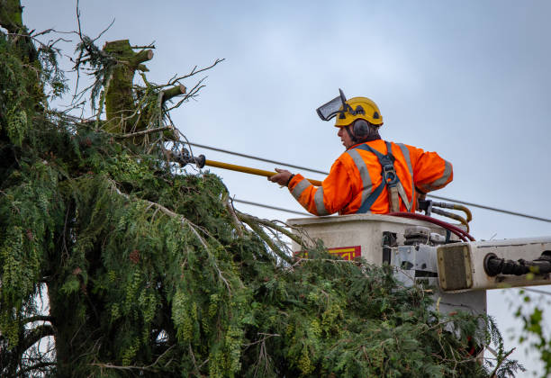 Best Leaf Removal  in Rialto, CA