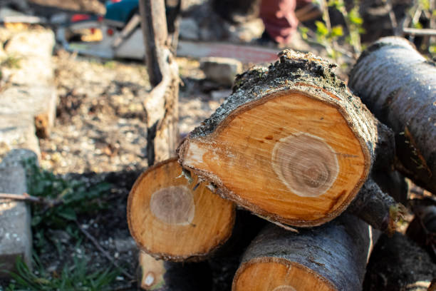 Best Tree Removal  in Rialto, CA