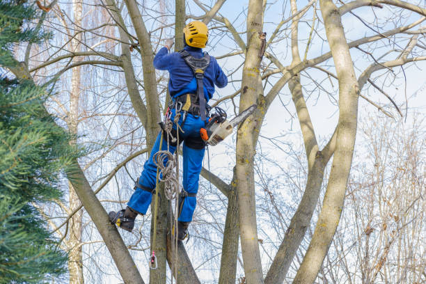 Best Lawn Maintenance Plans  in Rialto, CA