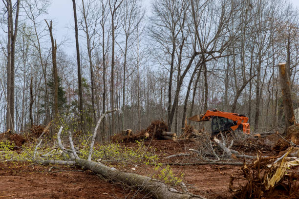 How Our Tree Care Process Works  in  Rialto, CA
