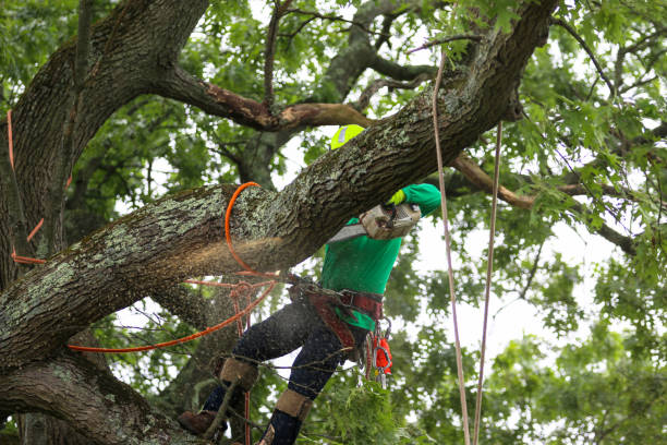 Best Tree Disease Treatment  in Rialto, CA