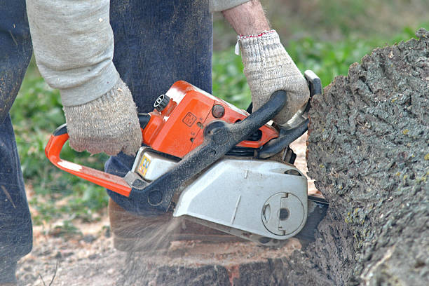 Best Aeration Services  in Rialto, CA