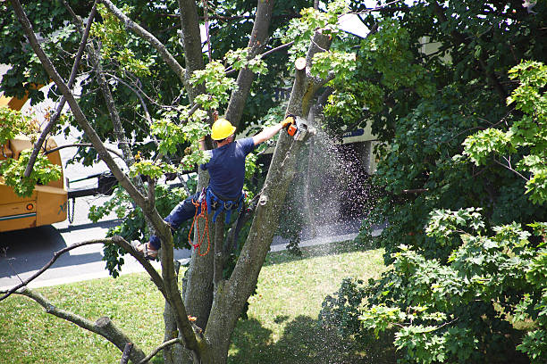 Rialto, CA Tree Care Company