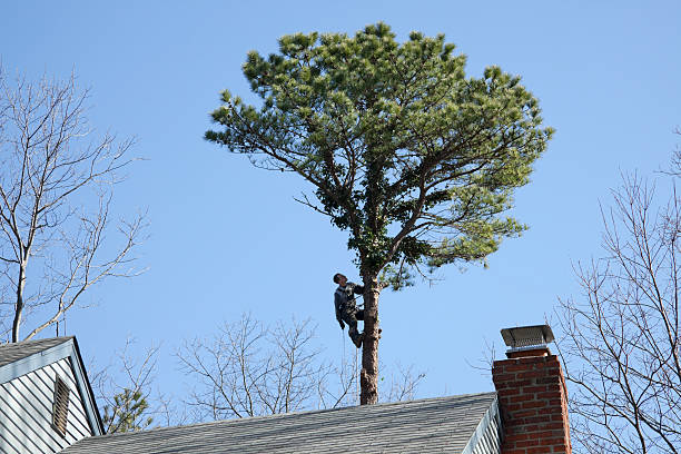 Best Arborist Consultation Services  in Rialto, CA