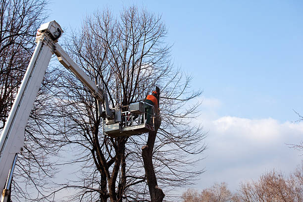 Best Commercial Tree Services  in Rialto, CA