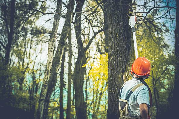 Best Emergency Tree Removal  in Rialto, CA